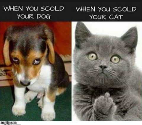 um ya | image tagged in cats,dogs,punishment | made w/ Imgflip meme maker