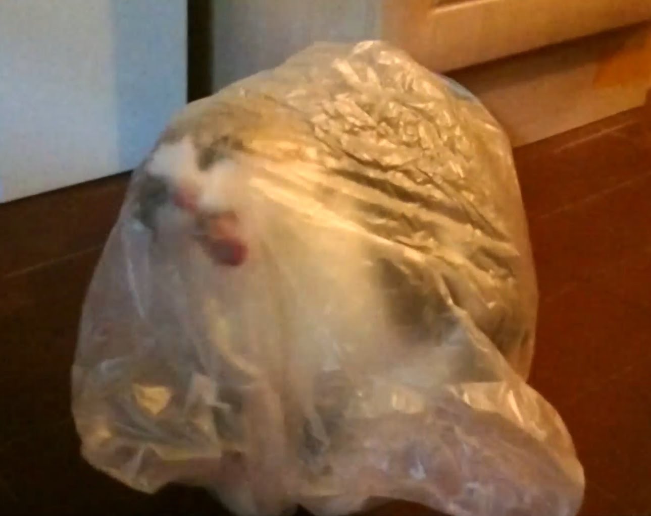 High Quality Cat in bag Blank Meme Template