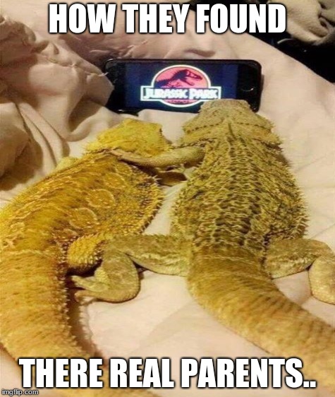 jurassic beards | HOW THEY FOUND; THERE REAL PARENTS.. | image tagged in jurassic park,bearded dragon,how they found,meme,spicey meme | made w/ Imgflip meme maker