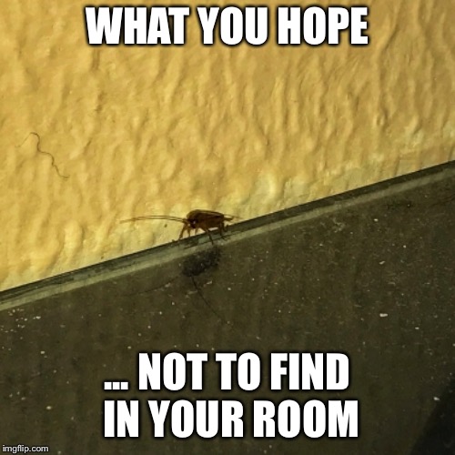 Cockroach | WHAT YOU HOPE; ... NOT TO FIND IN YOUR ROOM | image tagged in cockroach,bug,bugs | made w/ Imgflip meme maker