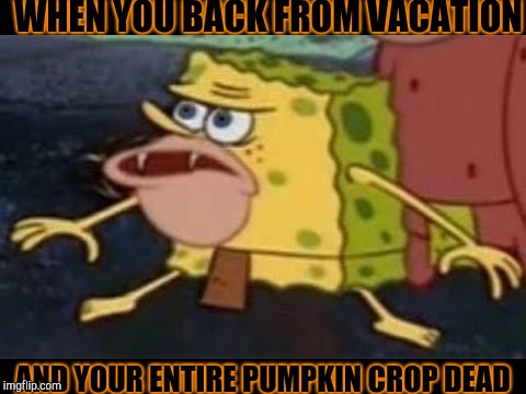 When Your Pumpkins Dead | WHEN YOU BACK FROM VACATION; AND YOUR ENTIRE PUMPKIN CROP DEAD | image tagged in spongegar,dead pumpkins,omg | made w/ Imgflip meme maker