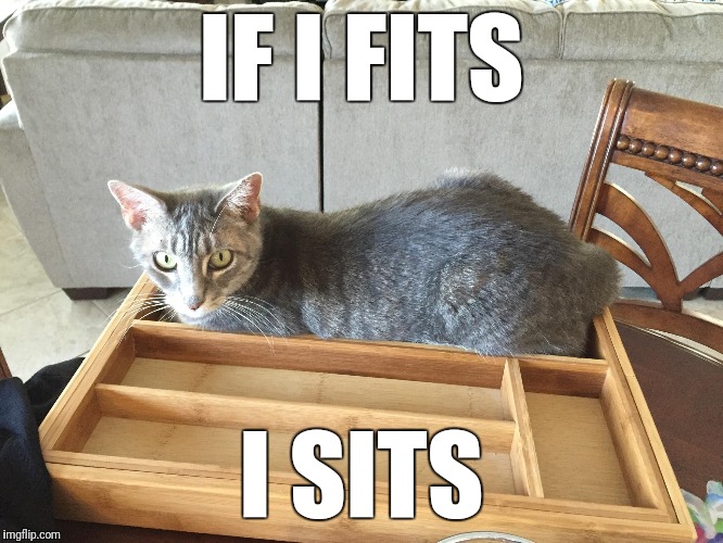 If I fits I sits | IF I FITS; I SITS | image tagged in funny cat memes,tabby cat | made w/ Imgflip meme maker