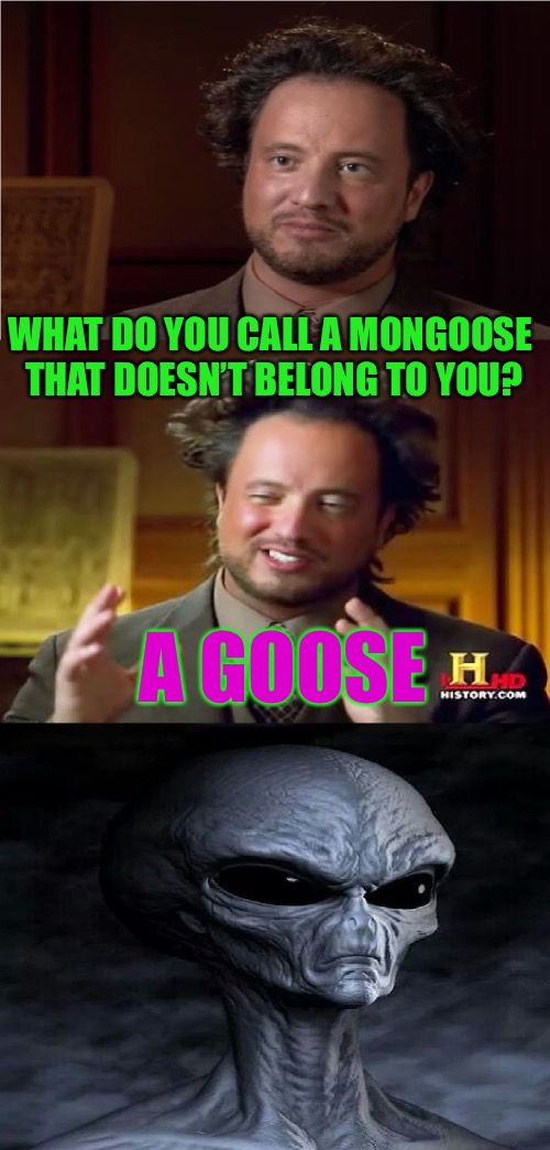 Aliens week, an Aliens and clinkster event. 6/12 - 6/19 | WHAT DO YOU CALL A MONGOOSE THAT DOESN’T BELONG TO YOU? A GOOSE | image tagged in bad pun aliens guy,memes,aliens week,theme week | made w/ Imgflip meme maker