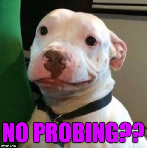 Awkward Dog | NO PROBING?? | image tagged in awkward dog | made w/ Imgflip meme maker