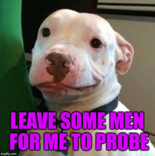 Awkward Dog | LEAVE SOME MEN FOR ME TO PROBE | image tagged in awkward dog | made w/ Imgflip meme maker