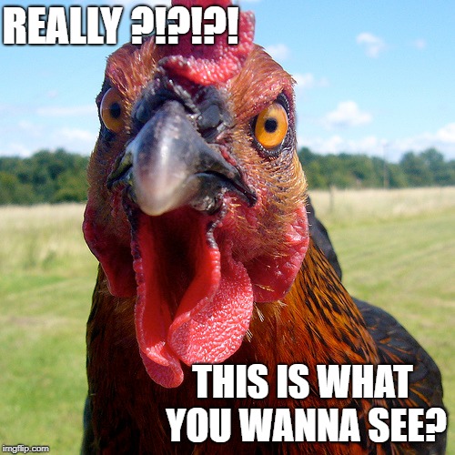 REALLY ?!?!?! THIS IS WHAT YOU WANNA SEE? | image tagged in dick pic,rooster | made w/ Imgflip meme maker