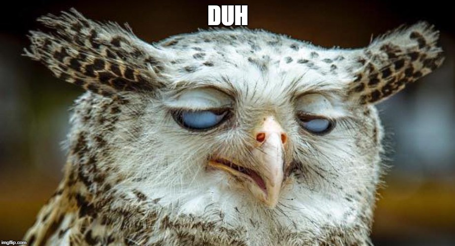 relaxed owl | DUH | image tagged in relaxed owl | made w/ Imgflip meme maker