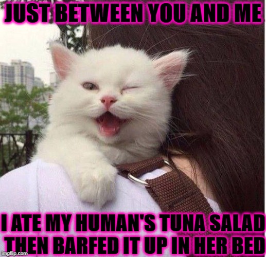 JUST BETWEEN YOU AND ME; I ATE MY HUMAN'S TUNA SALAD THEN BARFED IT UP IN HER BED | image tagged in between you and me | made w/ Imgflip meme maker