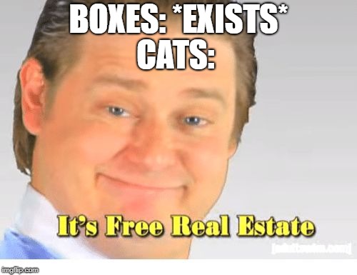 It's Free Real Estate | CATS:; BOXES: *EXISTS* | image tagged in it's free real estate | made w/ Imgflip meme maker