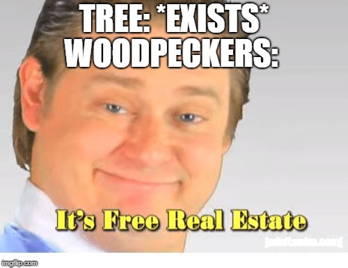 It's Free Real Estate | WOODPECKERS:; TREE: *EXISTS* | image tagged in it's free real estate | made w/ Imgflip meme maker