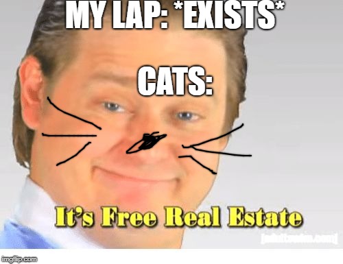 It's Free Real Estate | MY LAP: *EXISTS*; CATS: | image tagged in it's free real estate | made w/ Imgflip meme maker