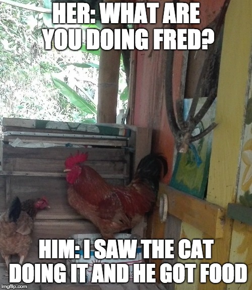 HER: WHAT ARE YOU DOING FRED? HIM: I SAW THE CAT DOING IT AND HE GOT FOOD | made w/ Imgflip meme maker