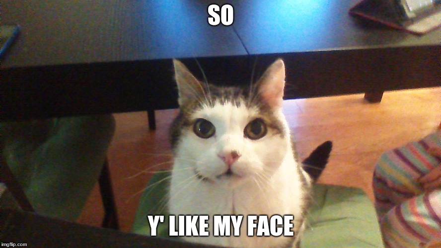 SO; Y' LIKE MY FACE | image tagged in cat looking at you | made w/ Imgflip meme maker