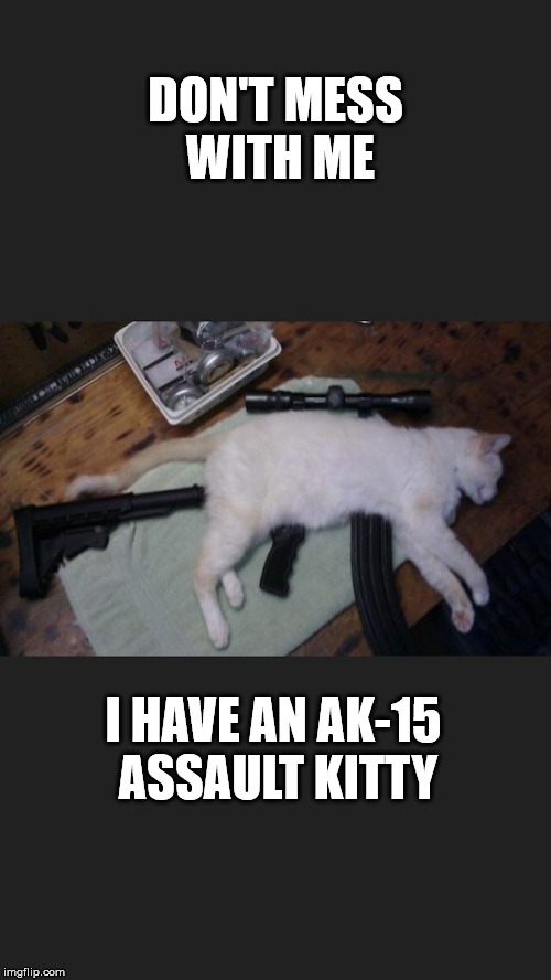 AK-15 Semi Auto Kitty | DON'T MESS WITH ME; I HAVE AN AK-15 ASSAULT KITTY | image tagged in funny cats,guns,funny memes,clifton shepherd cliffshep | made w/ Imgflip meme maker