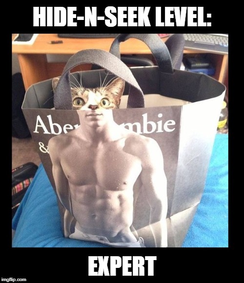Sometimes the best spots are in plain sight  | HIDE-N-SEEK LEVEL:; EXPERT | image tagged in funny memes,games,hide and seek,funny cats | made w/ Imgflip meme maker