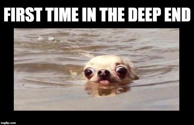 We all remember that first time... | FIRST TIME IN THE DEEP END | image tagged in funny memes,swimming,funny dogs,funny animals,first time | made w/ Imgflip meme maker