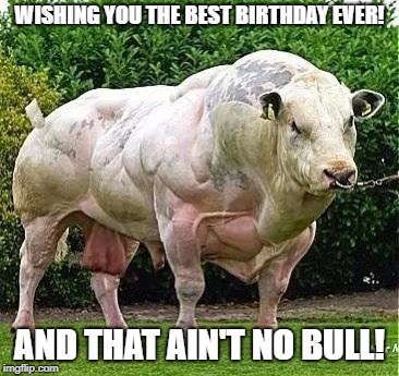 Buff cow | WISHING YOU THE BEST BIRTHDAY EVER! AND THAT AIN'T NO BULL! | image tagged in buff cow | made w/ Imgflip meme maker