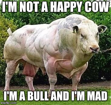 Happy cow? | I'M NOT A HAPPY COW; I'M A BULL AND I'M MAD | image tagged in buff cow,happy cow,raging bull | made w/ Imgflip meme maker