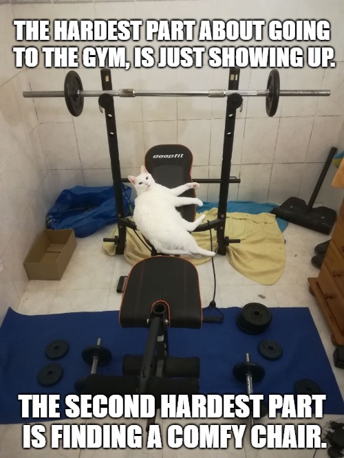 Gym cat | THE HARDEST PART ABOUT GOING TO THE GYM, IS JUST SHOWING UP. THE SECOND HARDEST PART IS FINDING A COMFY CHAIR. | image tagged in gym cat | made w/ Imgflip meme maker