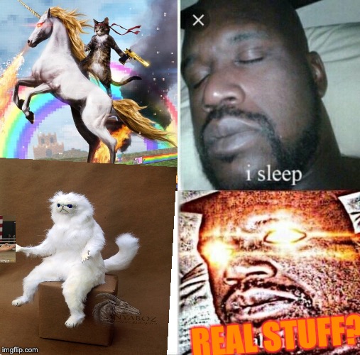 Cats  | REAL STUFF? | image tagged in random | made w/ Imgflip meme maker