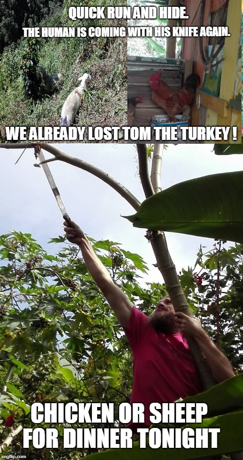 QUICK RUN AND HIDE. THE HUMAN IS COMING WITH HIS KNIFE AGAIN. WE ALREADY LOST TOM THE TURKEY ! CHICKEN OR SHEEP FOR DINNER TONIGHT | made w/ Imgflip meme maker