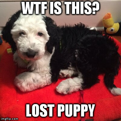 WTF IS THIS? LOST PUPPY | image tagged in dogbot | made w/ Imgflip meme maker