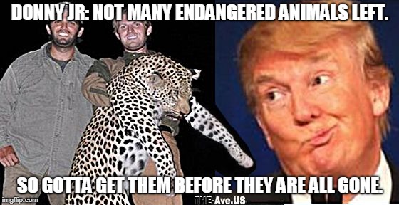 trump jr | DONNY JR: NOT MANY ENDANGERED ANIMALS LEFT. SO GOTTA GET THEM BEFORE THEY ARE ALL GONE. | image tagged in trump jr | made w/ Imgflip meme maker