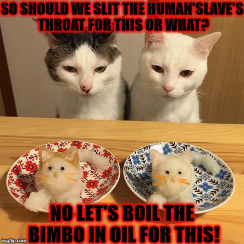 SO SHOULD WE SLIT THE HUMAN'SLAVE'S THROAT FOR THIS OR WHAT? NO LET'S BOIL THE BIMBO IN OIL FOR THIS! | image tagged in kill the human | made w/ Imgflip meme maker