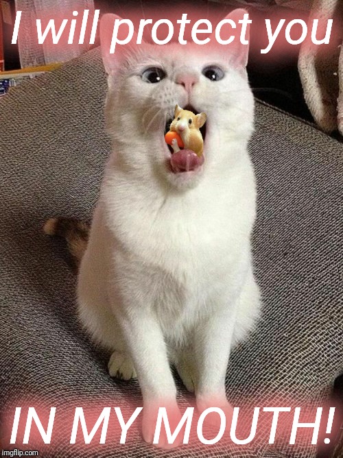 Mmmmph! | I will protect you IN MY MOUTH! | image tagged in cats,hamster,mmphhh,cat memes | made w/ Imgflip meme maker