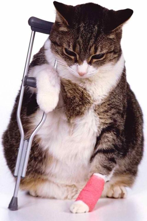 High Quality Crutch cat Blank Meme Template
