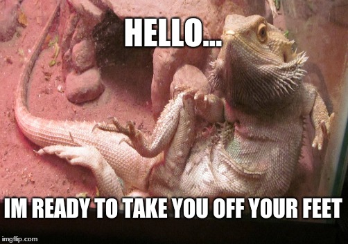 whats up | HELLO... IM READY TO TAKE YOU OFF YOUR FEET | image tagged in bearded dragon,hello,ready,sexy,meme,tank | made w/ Imgflip meme maker