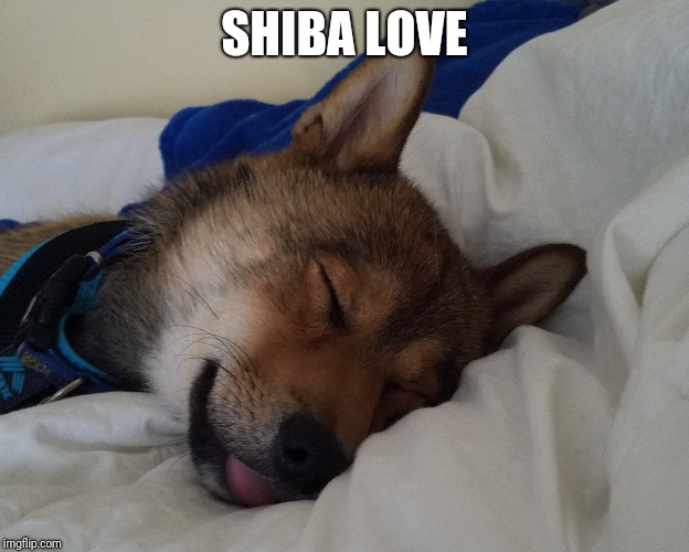 Shiba love | SHIBA LOVE | image tagged in doge | made w/ Imgflip meme maker