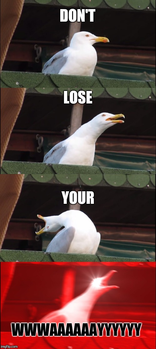 Don't Lose Your Gull | DON'T; LOSE; YOUR; WWWAAAAAAYYYYYY | image tagged in memes,inhaling seagull | made w/ Imgflip meme maker