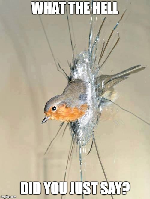 Bird Crashing Through Window | WHAT THE HELL; DID YOU JUST SAY? | image tagged in memes,birds | made w/ Imgflip meme maker