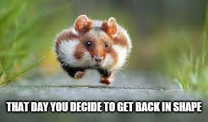 Time to lose some lbs | THAT DAY YOU DECIDE TO GET BACK IN SHAPE | image tagged in funny animals | made w/ Imgflip meme maker