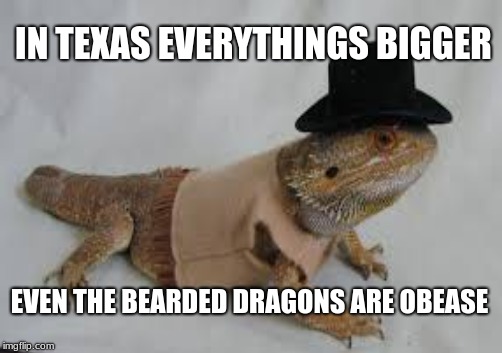 obease | IN TEXAS EVERYTHINGS BIGGER; EVEN THE BEARDED DRAGONS ARE OBEASE | image tagged in bearded dragon,obease,texas,everythings bigger | made w/ Imgflip meme maker