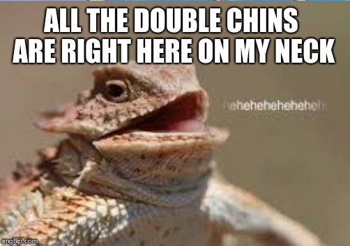 hehehe... | ALL THE DOUBLE CHINS ARE RIGHT HERE ON MY NECK | image tagged in all the double chins,bearded dragon,hehehe,fat,fab,meme | made w/ Imgflip meme maker