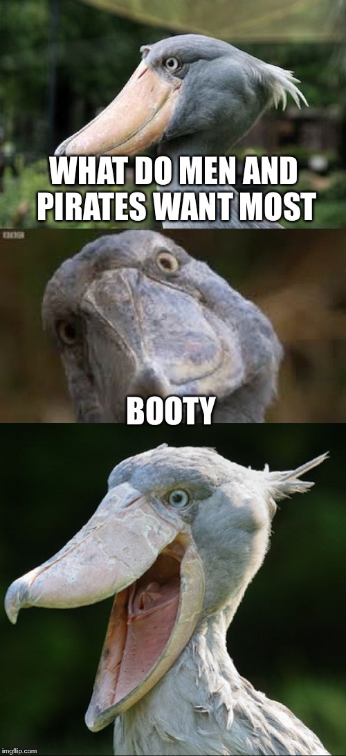 .... | WHAT DO MEN AND PIRATES WANT MOST; BOOTY | image tagged in bad joke bird 3,memes,booty,pirates,males,adult humor | made w/ Imgflip meme maker