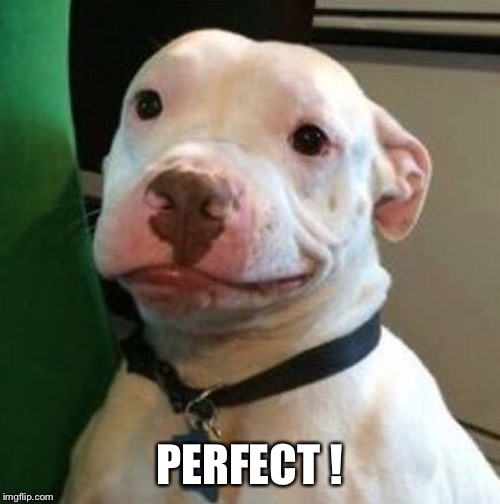 Awkward Dog | PERFECT ! | image tagged in awkward dog | made w/ Imgflip meme maker