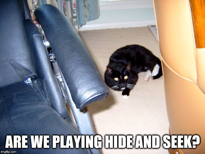 ARE WE PLAYING HIDE AND SEEK? | image tagged in black cat | made w/ Imgflip meme maker
