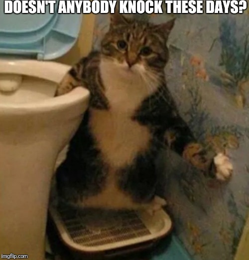 Knock first! | DOESN'T ANYBODY KNOCK THESE DAYS? | image tagged in funny cat,doesn't anybody knock | made w/ Imgflip meme maker