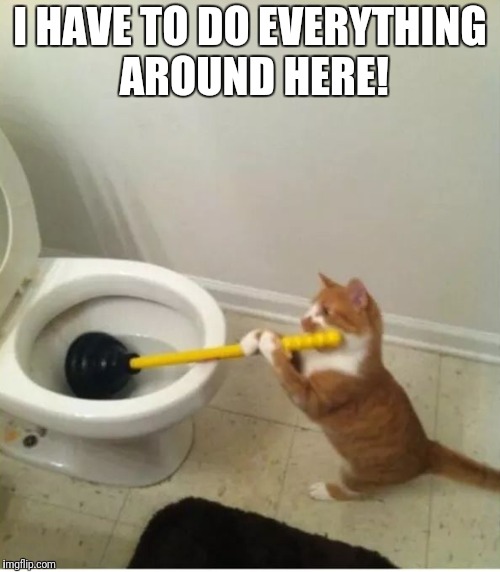 Busy cat | I HAVE TO DO EVERYTHING AROUND HERE! | image tagged in busy cat,funny cat,i have to do everything | made w/ Imgflip meme maker