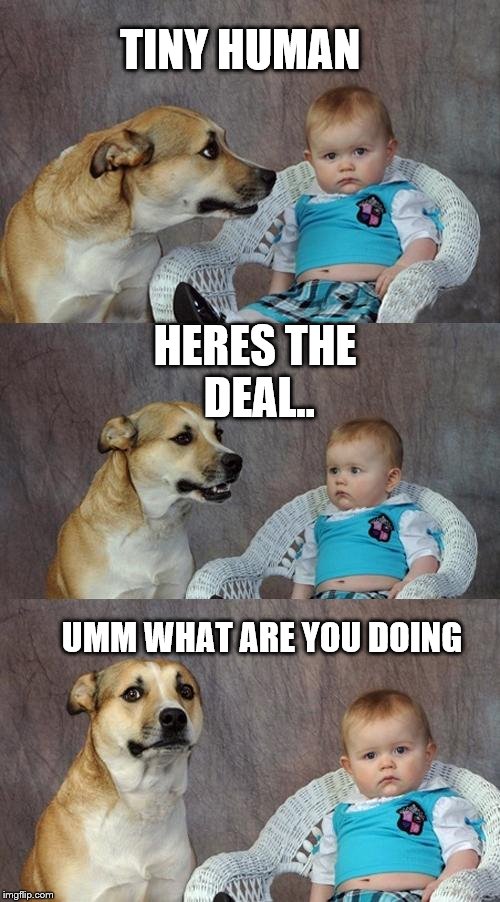 Dad Joke Dog | TINY HUMAN; HERES THE DEAL.. UMM WHAT ARE YOU DOING | image tagged in memes,dad joke dog | made w/ Imgflip meme maker