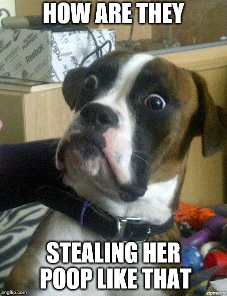 Funny Dog | HOW ARE THEY; STEALING HER POOP LIKE THAT | image tagged in funny dog | made w/ Imgflip meme maker