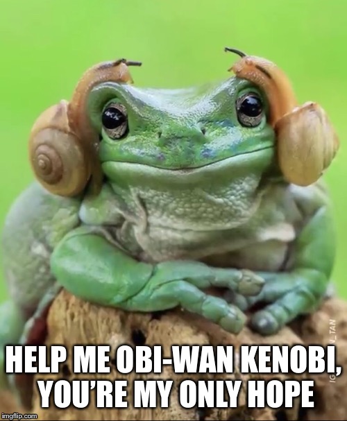 Princess Leia | HELP ME OBI-WAN KENOBI, YOU’RE MY ONLY HOPE | image tagged in frog,funnymemes | made w/ Imgflip meme maker