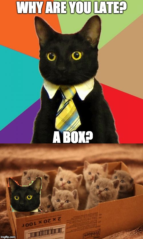 WHY ARE YOU LATE? A BOX? | image tagged in cat,box,business cat | made w/ Imgflip meme maker