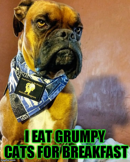 Grumpy Dog | I EAT GRUMPY CATS FOR BREAKFAST | image tagged in grumpy dog | made w/ Imgflip meme maker