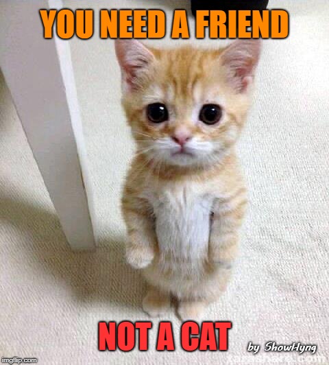 Cute Cat Meme | YOU NEED A FRIEND; NOT A CAT; by ShowHyng | image tagged in memes,cute cat | made w/ Imgflip meme maker