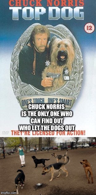 Chuck Norris and Dogs  | CHUCK NORRIS IS THE ONLY ONE WHO CAN FIND OUT WHO LET THE DOGS OUT | image tagged in chuck norris | made w/ Imgflip meme maker