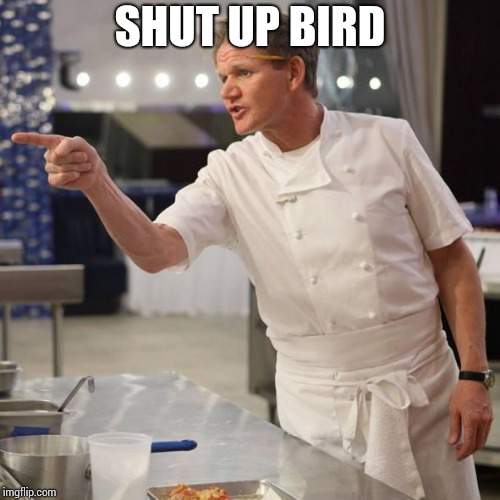 shut up | SHUT UP BIRD | image tagged in shut up | made w/ Imgflip meme maker